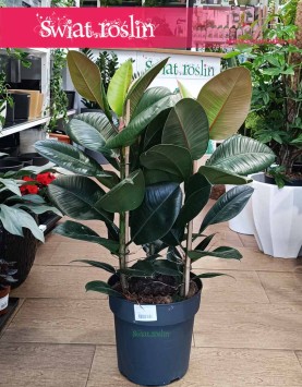 Duży Fikus sprężysty Robusta, Duży Figowiec sprężysty Robusta, Wielki Ficus elastica Robusta, Fikus Sklep  Kraków, sklep online