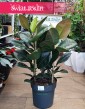 Duży Fikus sprężysty Robusta, Duży Figowiec sprężysty Robusta, Wielki Ficus elastica Robusta, Fikus Sklep  Kraków, sklep online