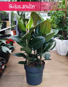 Duży Fikus sprężysty Robusta Kraków, Duży Figowiec sprężysty Robusta sklep w Krakowie, Wielki Ficus elastica Robusta