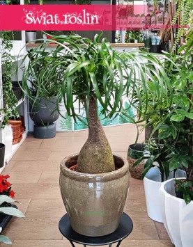 Nolina Wygięta, Beaucarnea Recurvata