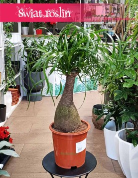 Nolina Wygięta, Beaucarnea Recurvata kup w sklepie internetowym online z dostawą