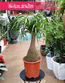 Nolina Wygięta kup online z dostawą do domu, Beaucarnea Recurvat najlepsza jakość najlepsza cena