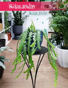 Epifyllum Anguliger, Kaktus Tropikalny, Epiphyllum Anguliger