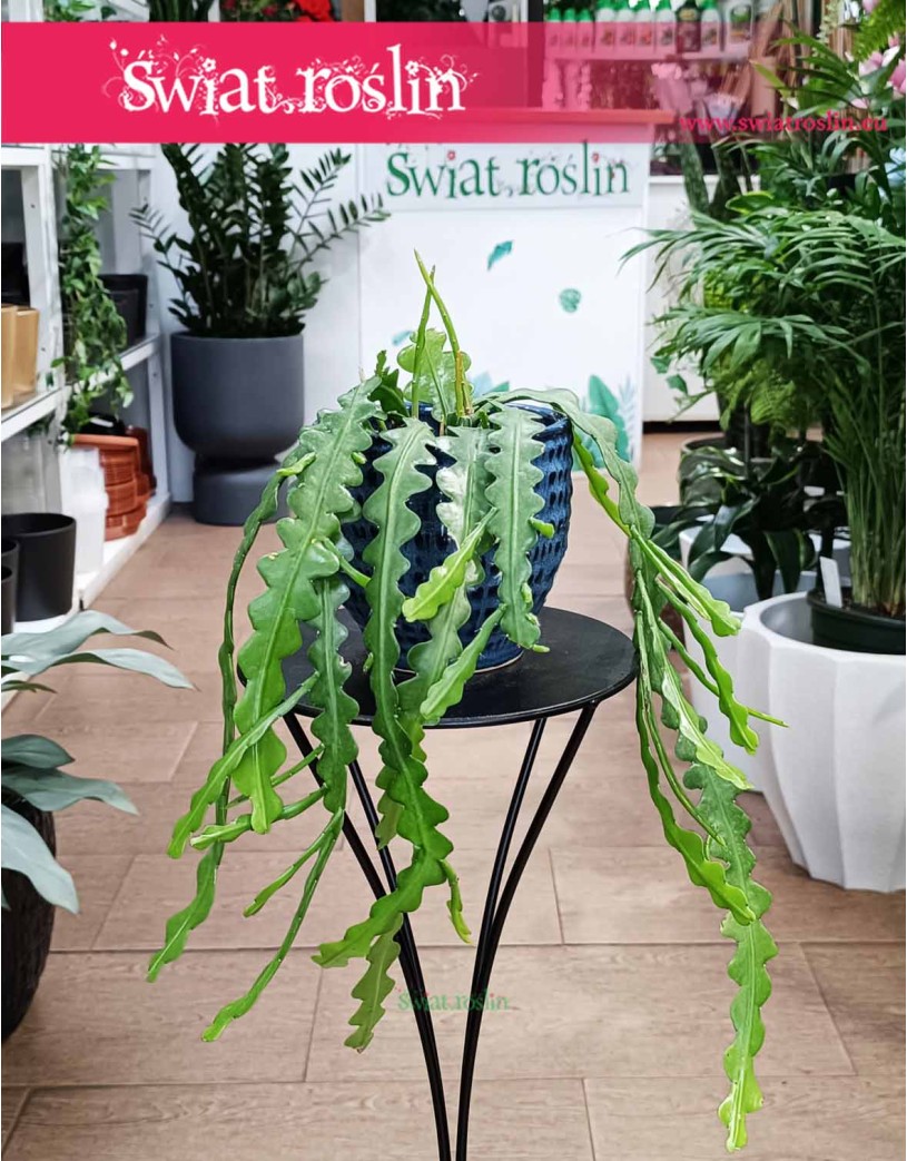 Epifyllum Anguliger, Kaktus Tropikalny, Epiphyllum Anguliger