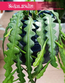 Epifyllum Anguliger wysyła ze  sklepu interentowego online, Kaktus Tropikalny, Epiphyllum Anguliger