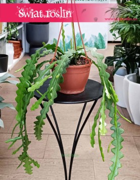 Epifyllum Anguliger kup w sklepie stacjonarnym w Krakowie lub z dostawą, Kaktus Tropikalny, Epiphyllum Anguliger