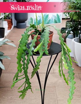 Epifyllum Anguliger, Kaktus Tropikalny, Epiphyllum Anguliger, Kaktus ość ryby