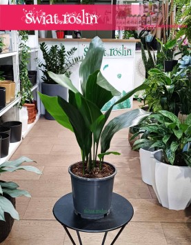 Aspidistra Wyniosła, Aspidistra Elatior Kup w Krakowie z dostawą do domu, roślina Żelazny liść