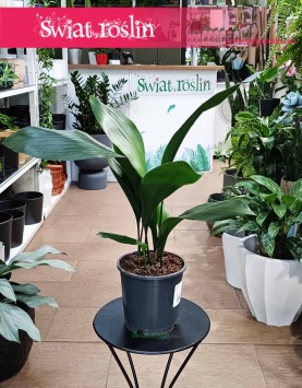 Aspidistra Wyniosła sklep internetowy online z dostawą, Aspidistra Elatior, roślina Żelazny liść