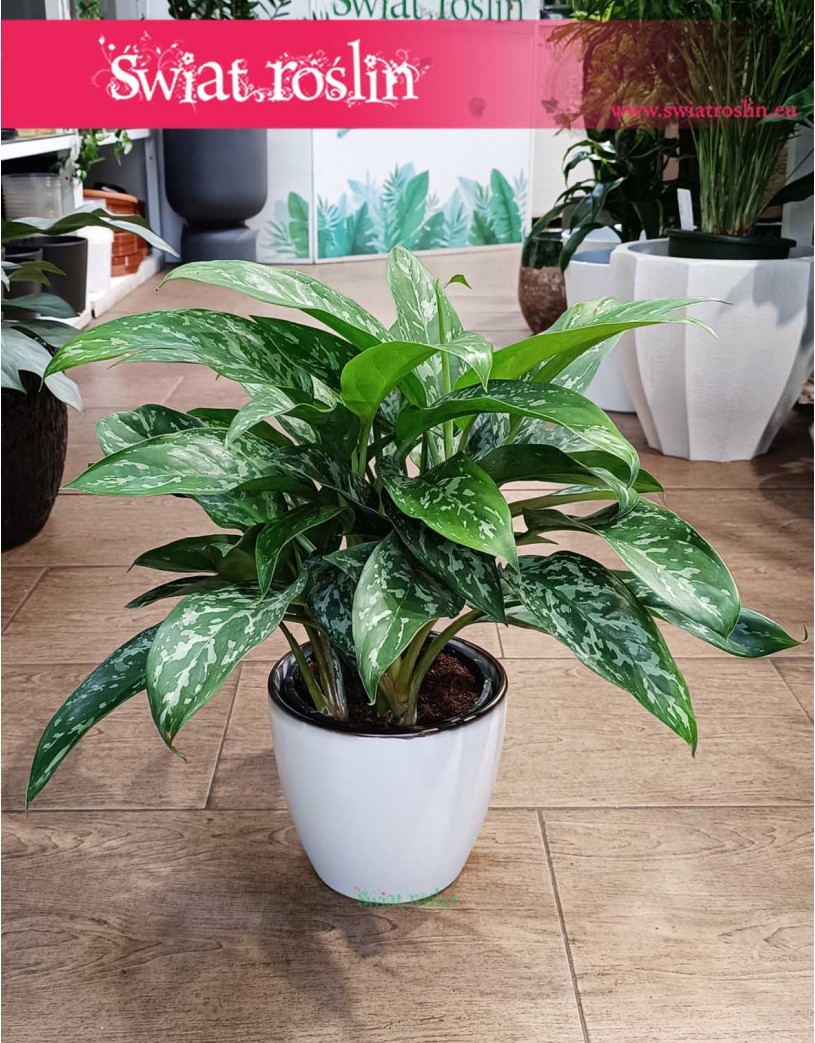 Aglonema Green Lady, Aglaonema Green Lady