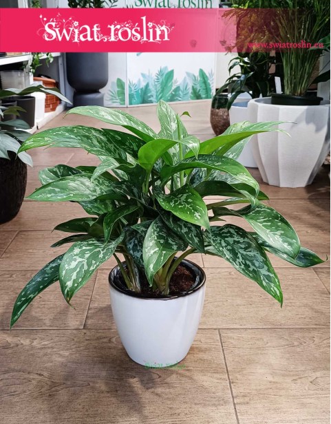 Aglonema Green Lady, Aglaonema Green Lady