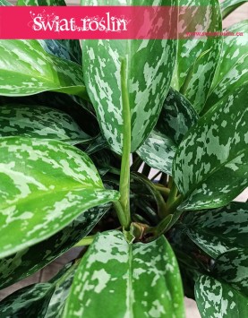 łątwa w uprawie oczyszczająca powietrze Aglonema Green Lady do kupienia online, Aglaonema Green Lady
