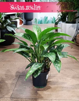 Aglonema Green Lady kup internetowo online z dostawą lub w Krakowie w sklepie z roślinami, Aglaonema Green Lady