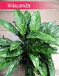 Aglonema Green Lady, Aglaonema Green Lady do biura do firmy łatwa w uprawie z dostawą z sklepu internetowego online