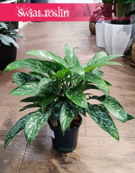 Aglonema Green Lady najlepsza jakość najlepsza cena do kupienia ze sklepu z dostawą pod drzwi, Aglaonema Green Lady