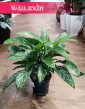 Aglonema Green Lady najlepsza jakość najlepsza cena do kupienia ze sklepu z dostawą pod drzwi, Aglaonema Green Lady