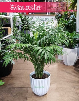 Wielka Chamaedorea Elegans, Gęsta Chamedora Wytworna, Duża Palma Koralowa