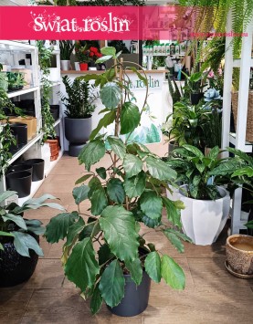 Tetrastigma Voinierianum, Winorośl Kasztanowa, Winorośl Kasztanowata