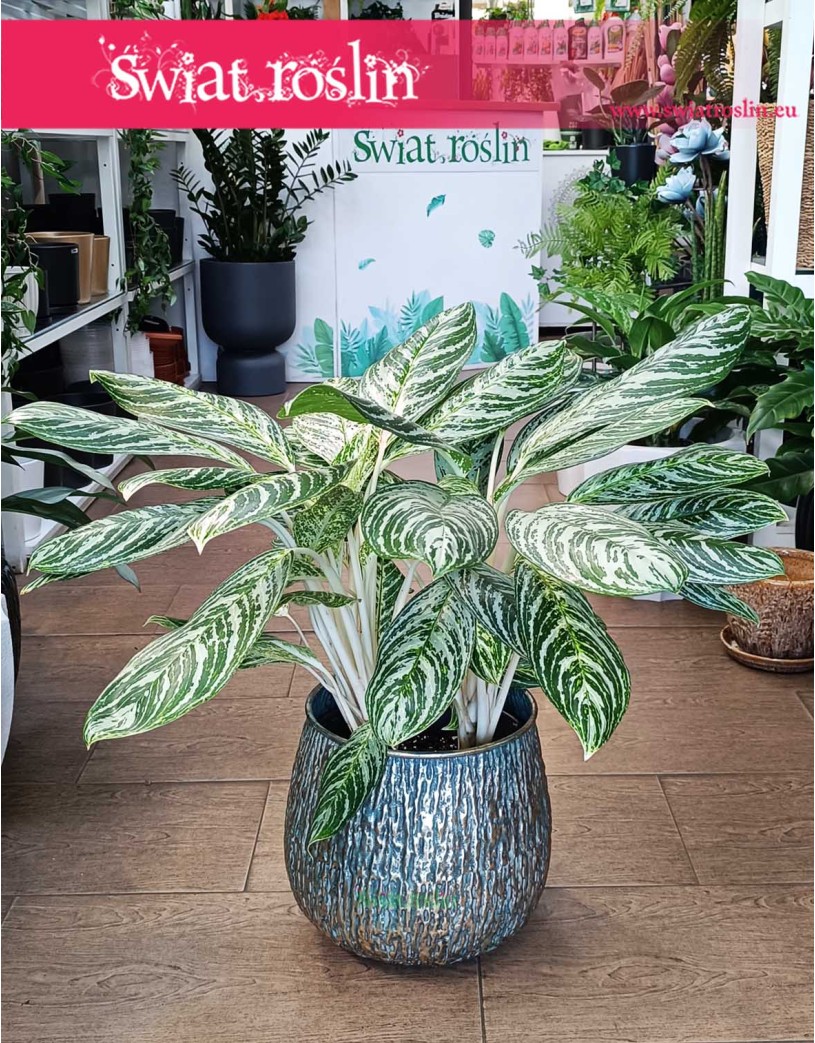 Aglaonema Madonna, Aglonema Madonna