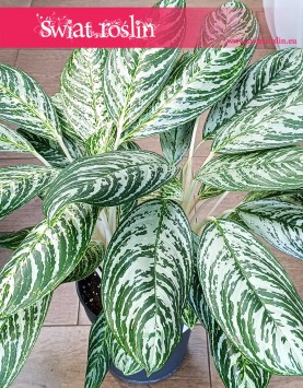 Aglaonema Madonna, Aglonema Madonna sklep z roślinami w Krakowie online