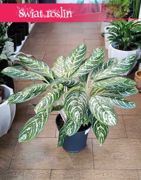 Aglaonema Madonna, Aglonema Madonna internetowy sklep z roślinami online