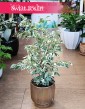 Fikus Benjamina Twilight, Ficus Benjamina Twilight, Figowiec Benjamina Twilight