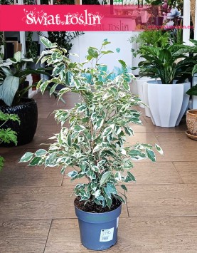 Fikus Benjamina Twilight kup w Krakowie lub online z dostawą w całęj Polsce, Ficus Benjamina Twilight