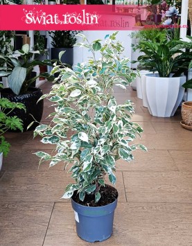 Fikus Benjamina Twilight najlepsza jakość najlepsza cena z dostawą ze sklepu, Ficus Benjamina Twilight