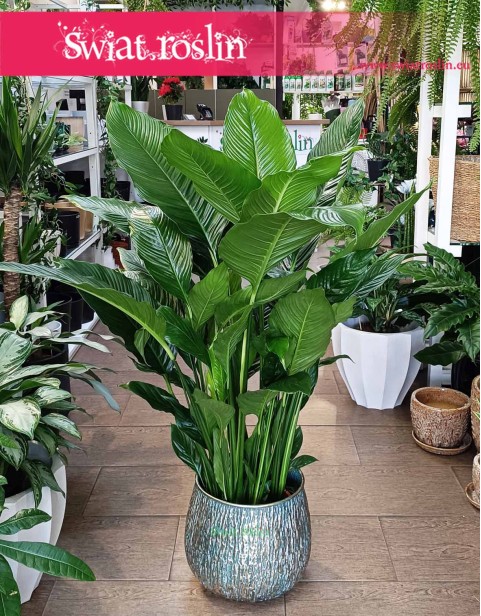 Skrzydłokwiat Sweet Lauretta, Spathiphyllum Sweet Lauretta