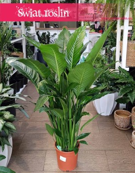Skrzydłokwiat Sweet Lauretta najlepsza jakość najlepsza cena z dostawą online, Spathiphyllum Sweet Lauretta