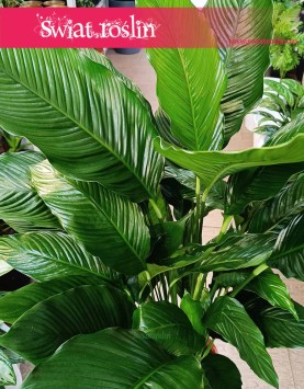 Skrzydłokwiat Sweet Lauretta oczyszczająca powietrze roślina do restauracji do kawiarni do biur, Spathiphyllum Sweet Lauretta