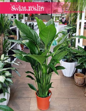 Skrzydłokwiat Sweet Lauretta, Spathiphyllum Sweet Lauretta do kupienia w sklepie internetowym online z dostawą