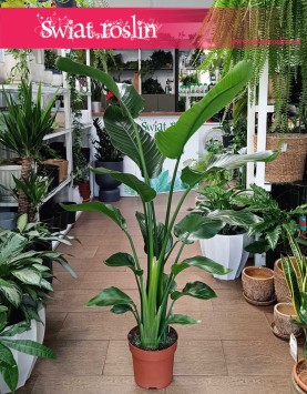 Mała Strelicja Nicolai, Mała Strelitzia Nicolai na prezent do domu do mieszkania z dostawą, Mała Strelicja Biała