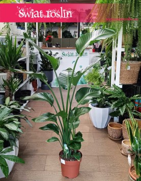 Mała Strelicja Nicolai najlepsza jakość najlepsza cena z dostawą, Mała Strelitzia Nicolai, Mała Strelicja Biała