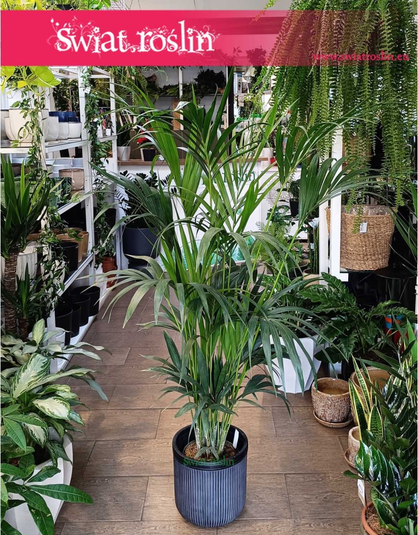Duża Palma Kentia Howea Forsteriana , Wielka Palma Kencja Howea Fosteriana