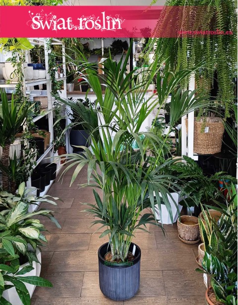 Duża Palma Kentia Howea Forsteriana , Wielka Palma Kencja Howea Fosteriana