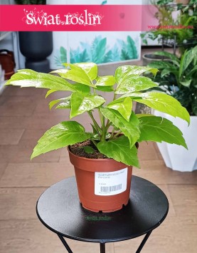 Schefflera Golden Amate, Szeflera Golden Amate najlepsza jakość najlepsza cena kupr online z dostawą