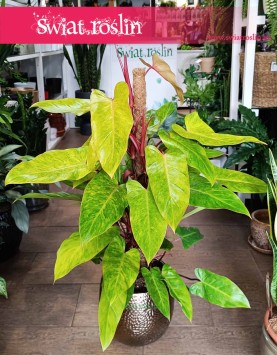 Philodendron Painted Lady, Filodendron Painted Lady