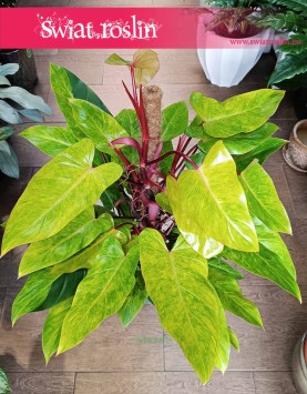 Philodendron Painted Lady, Filodendron Painted Lady, kolekcjonerska odmiana philodendrona, rzadki philodendron