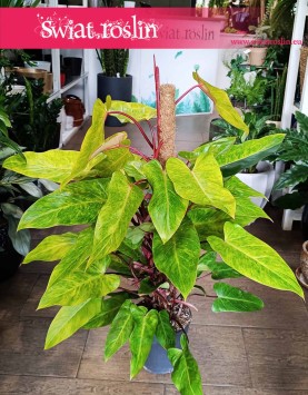 Philodendron Painted Lady, Kolekcjonerski Filodendron Painted Lady do salonu do mieszkania z wysyłką ze sklepu