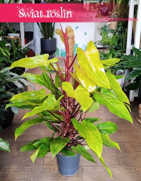 Philodendron Painted Lady kup w sklepie internetowym online z dostawą, Filodendron Painted Lady