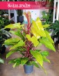 Philodendron Painted Lady kup w sklepie internetowym online z dostawą, Filodendron Painted Lady