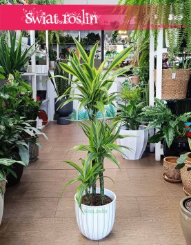 Dracena Lemon Lime 3 pnie, Dracaena Lemon Lime 3 pnie