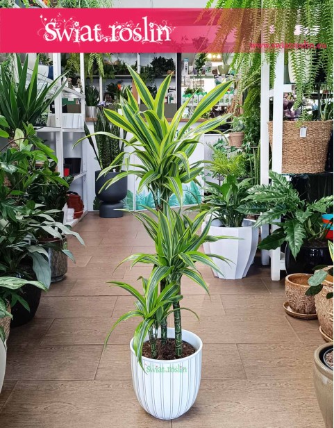 Dracena Lemon Lime 3 pnie, Dracaena Lemon Lime 3 pnie