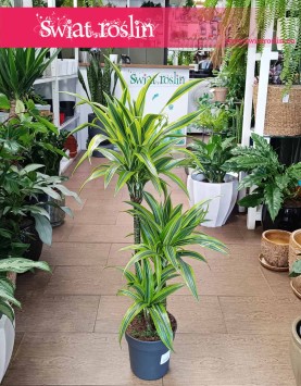 Dracena Lemon Lime 3 pnie, Dracaena Lemon Lime 3 pnie do kupienia w sklepie wysyłka roślin
