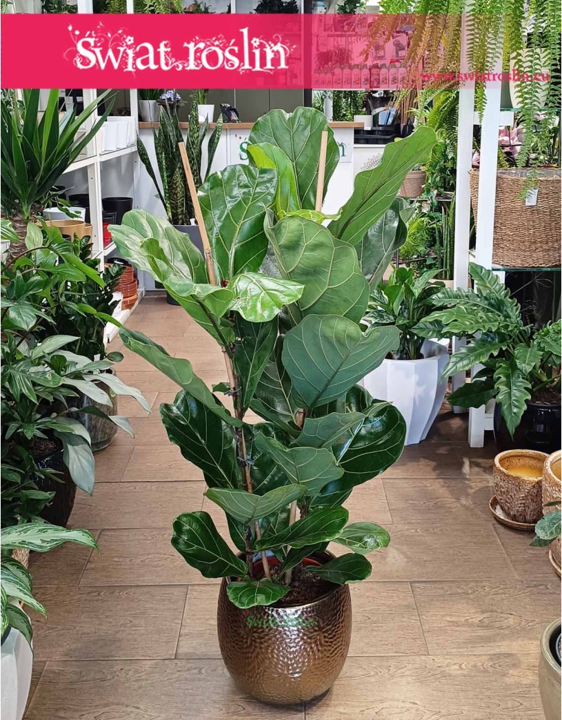 Fikus Dębolistny, Ficus Lyrata, Fikus Lyrata do kupienia z dostawą pod drzwi