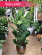 Fikus Dębolistny, Ficus Lyrata, Fikus Lyrata do kupienia z dostawą pod drzwi