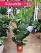 Fikus Lyrata, figowiec lirolistny, fikus dębolistny, Ficus Lyrata do kupienia w sklepie z roślinami online