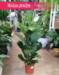 Fikus Lyrata, figowiec lirolistny, fikus dębolistny, Ficus Lyrata