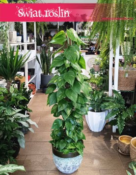 Epipremnum Złociste na paliku, Scindapsus złocisty na paliku, Scindapsus Aureum na paliku, Ołustek - na paliku